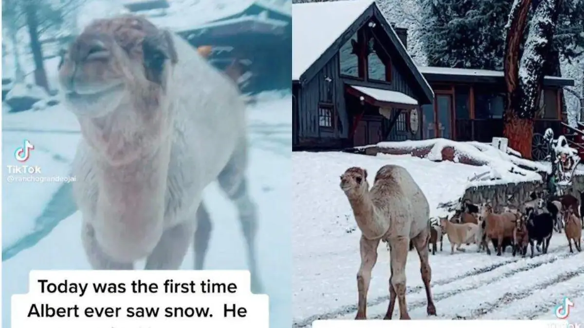 Camello bebé se hace viral por su adorable reacción al conocer la nieve por primera vez